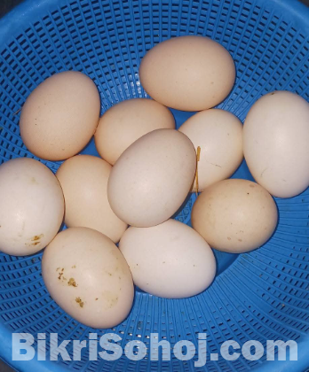 ব্রাহামা মুরগির বিজ ডিম